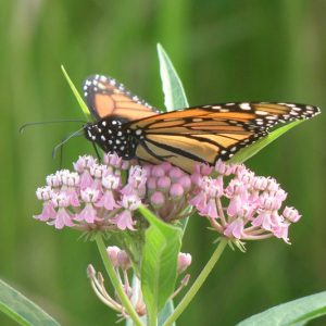 Monarch Butterflies, Monarch Plants, Pollinator Plants, Butterfly Plants, Hummingbird Plants, Bee Plants, Southeast Plants, Mississippi Native Plants, Native Plants
