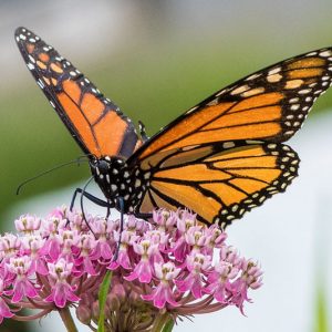 Monarch Butterflies, Monarch Plants, Pollinator Plants, Butterfly Plants, Hummingbird Plants, Bee Plants, Northwest Plants, Montana Native Plants, Native Plants