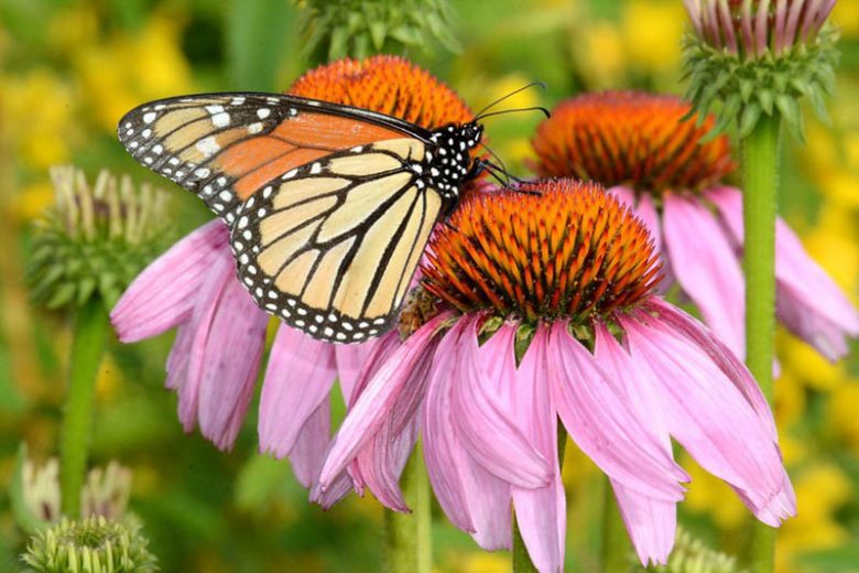 Monarch Butterflies, Monarch Plants, Pollinator Plants, Butterfly Plants, Hummingbird Plants, Bee Plants, Midwest Plants, Nebraska Native Plants, Native Plants