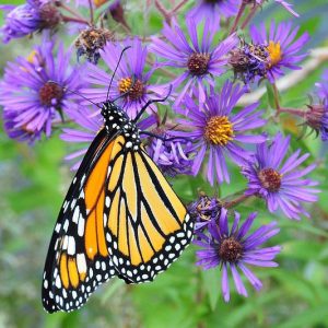 Monarch Butterflies, Monarch Plants, Pollinator Plants, Butterfly Plants, Hummingbird Plants, Bee Plants, Southwest Plants, Nevada Native Plants, Native Plants
