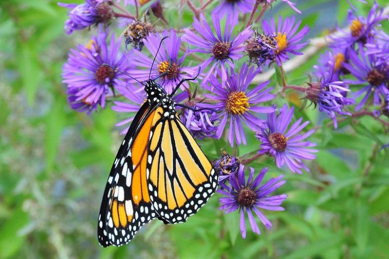 Monarch Butterflies, Monarch Plants, Pollinator Plants, Butterfly Plants, Hummingbird Plants, Bee Plants, Southwest Plants, Nevada Native Plants, Native Plants