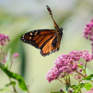 Monarch Butterflies, Monarch Plants, Pollinator Plants, Butterfly Plants, Hummingbird Plants, Bee Plants, New England Plants, New Hampshire Native Plants, Native Plants
