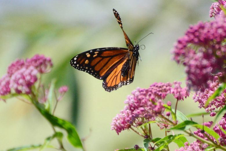 Monarch Butterflies, Monarch Plants, Pollinator Plants, Butterfly Plants, Hummingbird Plants, Bee Plants, New England Plants, New Hampshire Native Plants, Native Plants