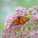 Monarch Butterflies, Monarch Plants, Pollinator Plants, Butterfly Plants, Hummingbird Plants, Bee Plants, Mid-Atlantic Plants, New Jersey Native Plants, Native Plants