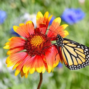Monarch Butterflies, Monarch Plants, Pollinator Plants, Butterfly Plants, Hummingbird Plants, Bee Plants, Southwest Plants, New Mexico Native Plants, Native Plants