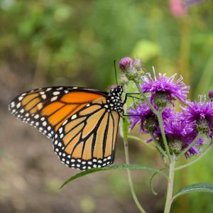 Monarch Butterflies, Monarch Plants, Pollinator Plants, Butterfly Plants, Hummingbird Plants, Bee Plants, Northeast Plants, New-York Native Plants, Native Plants