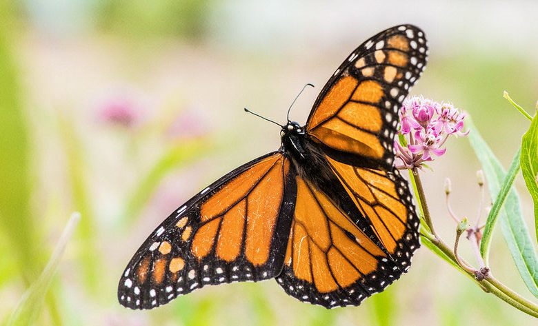 Monarch Butterflies, Monarch Plants, Pollinator Plants, Butterfly Plants, Hummingbird Plants, Bee Plants, Southeast Plants, North Carolina Native Plants, Native Plants