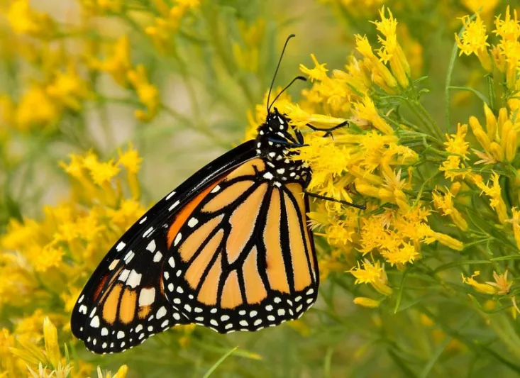 Monarch Butterflies, Monarch Plants, Pollinator Plants, Butterfly Plants, Hummingbird Plants, Bee Plants, Midwest Plants, North Dakota Native Plants, Native Plants