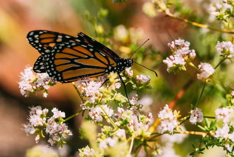 Monarch Butterflies, Monarch Plants, Pollinator Plants, Butterfly Plants, Hummingbird Plants, Bee Plants, Southwest Plants, Northern California Native Plants, Native Plants