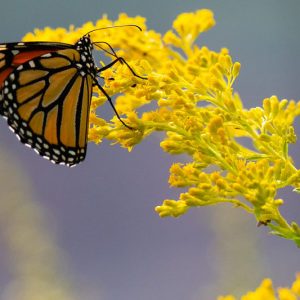 Monarch Butterflies, Monarch Plants, Pollinator Plants, Butterfly Plants, Hummingbird Plants, Bee Plants, Midwest Plants, Ohio Native Plants, Native Plants