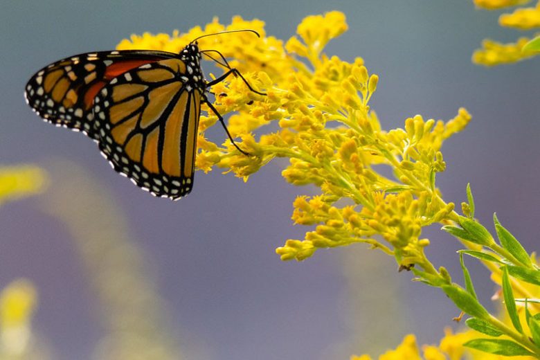 Monarch Butterflies, Monarch Plants, Pollinator Plants, Butterfly Plants, Hummingbird Plants, Bee Plants, Midwest Plants, Ohio Native Plants, Native Plants