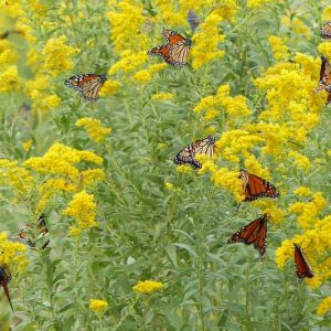 Monarch Butterflies, Monarch Plants, Pollinator Plants, Butterfly Plants, Hummingbird Plants, Bee Plants, Southeast Plants, Oklahoma Native Plants, Native Plants