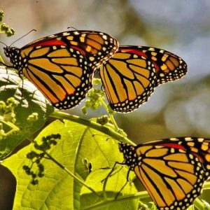 Monarch Butterflies, Monarch Plants, Pollinator Plants, Butterfly Plants, Hummingbird Plants, Bee Plants, Southwest Plants, Oregon Native Plants, Native Plants