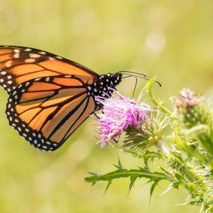 Monarch Butterflies, Monarch Plants, Pollinator Plants, Butterfly Plants, Hummingbird Plants, Bee Plants, Northeast Plants, Pennsylvania Native Plants, Native Plants