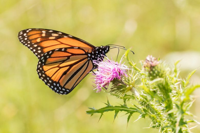 Monarch Butterflies, Monarch Plants, Pollinator Plants, Butterfly Plants, Hummingbird Plants, Bee Plants, Northeast Plants, Pennsylvania Native Plants, Native Plants