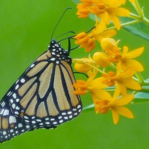 Monarch Butterflies, Monarch Plants, Pollinator Plants, Butterfly Plants, Hummingbird Plants, Bee Plants, New England Plants, Rhode Island Native Plants, Native Plants