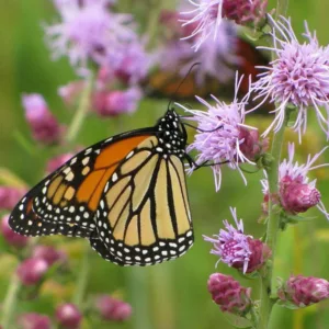 Monarch Butterflies, Monarch Plants, Pollinator Plants, Butterfly Plants, Hummingbird Plants, Bee Plants, Midwest Plants, South Dakota Native Plants, Native Plants