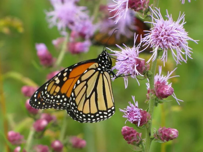 Monarch Butterflies, Monarch Plants, Pollinator Plants, Butterfly Plants, Hummingbird Plants, Bee Plants, Midwest Plants, South Dakota Native Plants, Native Plants