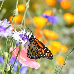 Monarch Butterflies, Monarch Plants, Pollinator Plants, Butterfly Plants, Hummingbird Plants, Bee Plants, Southeast Plants, Tennessee Native Plants, Native Plants