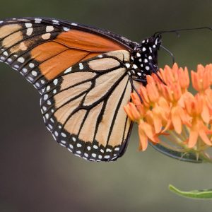 Monarch Butterflies, Monarch Plants, Pollinator Plants, Butterfly Plants, Hummingbird Plants, Bee Plants, South Plants, Texas Native Plants, Native Plants