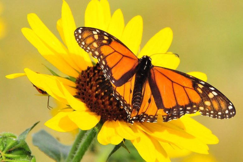 Monarch Butterflies, Monarch Plants, Pollinator Plants, Butterfly Plants, Hummingbird Plants, Bee Plants, Southwest Plants, Utah Native Plants, Native Plants