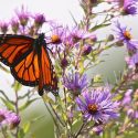 Monarch Butterflies, Monarch Plants, Pollinator Plants, Butterfly Plants, Hummingbird Plants, Bee Plants, New England Plants, Vermont Native Plants, Native Plants