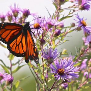 Monarch Butterflies, Monarch Plants, Pollinator Plants, Butterfly Plants, Hummingbird Plants, Bee Plants, New England Plants, Vermont Native Plants, Native Plants
