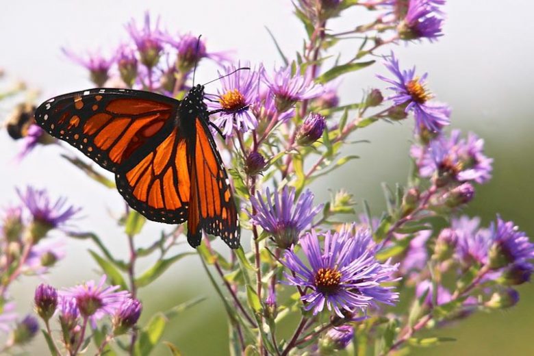 Monarch Butterflies, Monarch Plants, Pollinator Plants, Butterfly Plants, Hummingbird Plants, Bee Plants, New England Plants, Vermont Native Plants, Native Plants