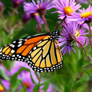 Monarch Butterflies, Monarch Plants, Pollinator Plants, Butterfly Plants, Hummingbird Plants, Bee Plants, Southeast Plants, Virginia Native Plants, Native Plants