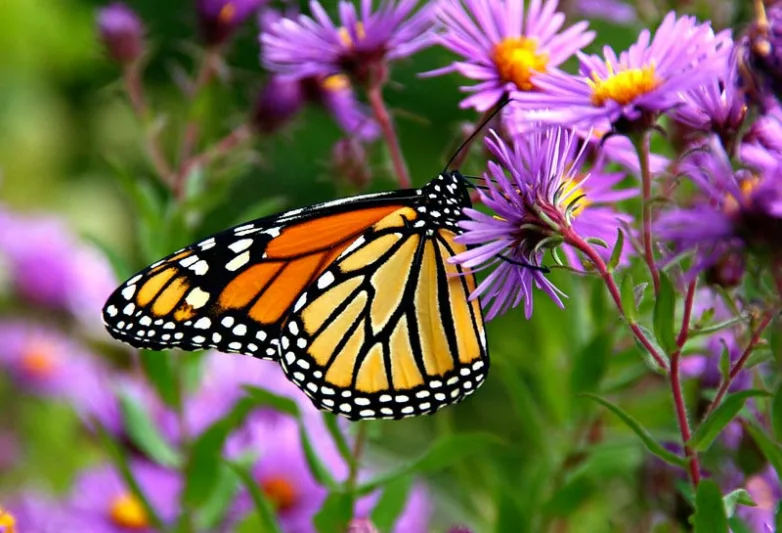 Monarch Butterflies, Monarch Plants, Pollinator Plants, Butterfly Plants, Hummingbird Plants, Bee Plants, Southeast Plants, Virginia Native Plants, Native Plants
