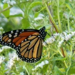 Monarch Butterflies, Monarch Plants, Pollinator Plants, Butterfly Plants, Hummingbird Plants, Bee Plants, Pacific Northwest Plants, Washington Native Plants, Native Plants