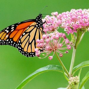 Monarch Butterflies, Monarch Plants, Pollinator Plants, Butterfly Plants, Hummingbird Plants, Bee Plants, Southeast Plants, West Virginia Native Plants, Native Plants