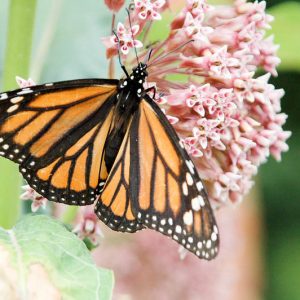 Monarch Butterflies, Monarch Plants, Pollinator Plants, Butterfly Plants, Hummingbird Plants, Bee Plants, Midwest Plants, Wisconsin Native Plants, Native Plants