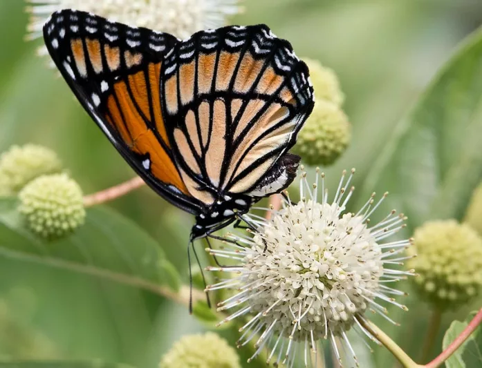 Monarch Butterflies, Monarch Plants, Pollinator Plants, Butterfly Plants, Hummingbird Plants, Bee Plants, Midwest Plants, Wyoming Native Plants, Native Plants