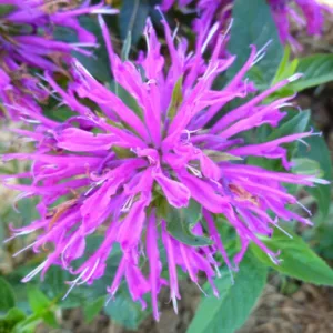 Monarda 'Balmy Lilac',Bee Balm 'Balmy Lilac', Bergamot 'Balmy Lilac', Monarda 'Balmy Lilac',Bee Balm 'Balmy Lilac', Bergamot 'Balmy Lilac', Lilac Monarda, Lilac Bee Balm, Lilac Flowers