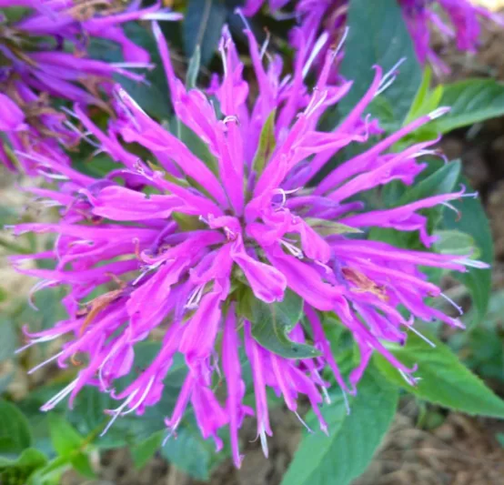 Monarda 'Balmy Lilac',Bee Balm 'Balmy Lilac', Bergamot 'Balmy Lilac', Monarda 'Balmy Lilac',Bee Balm 'Balmy Lilac', Bergamot 'Balmy Lilac', Lilac Monarda, Lilac Bee Balm, Lilac Flowers