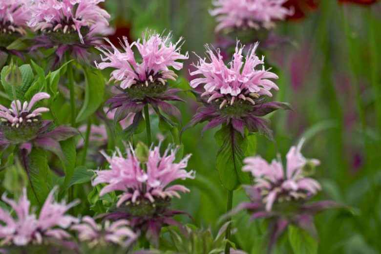 Monarda 'Beauty of Cobham',Bee balm 'Beauty of Cobham', Bergamot 'Beauty of Cobham', pink Monarda, pink bee balm, pink flowers