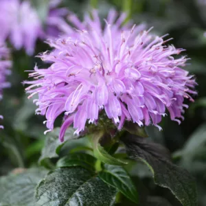 Monarda 'Blue Moon',Bee Balm 'Blue Moon', Bergamot 'Blue Moon', Lavender Monarda, Lavender beebalm, Lavender flowers