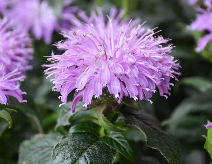 Monarda 'Blue Moon',Bee Balm 'Blue Moon', Bergamot 'Blue Moon', Lavender Monarda, Lavender beebalm, Lavender flowers