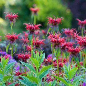 Monarda 'Cambridge Scarlet',Bee Balm 'Cambridge Scarlet', Bergamot 'Cambridge Scarlet', red Monarda, red bee balm, red flowers, Monarda didyma 'Cambridge Scarlet'