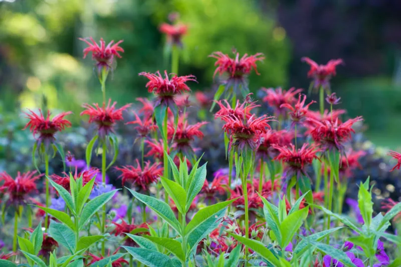 Monarda 'Cambridge Scarlet',Bee Balm 'Cambridge Scarlet', Bergamot 'Cambridge Scarlet', red Monarda, red bee balm, red flowers, Monarda didyma 'Cambridge Scarlet'