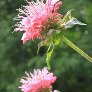 Monarda didyma 'Coral Reef',Bee Balm 'Coral Reef', Bergamot 'Coral Reef', Pink Monarda, Pink Bee Balm, Pink flowers
