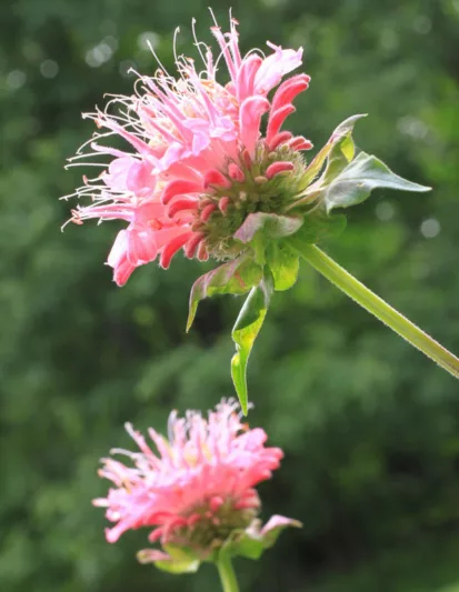 Monarda didyma 'Coral Reef',Bee Balm 'Coral Reef', Bergamot 'Coral Reef', Pink Monarda, Pink Bee Balm, Pink flowers