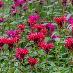 Monarda 'Fireball',Bee Balm 'Fireball', Bergamot 'Fireball', red Monarda, red bee balm, red flowers