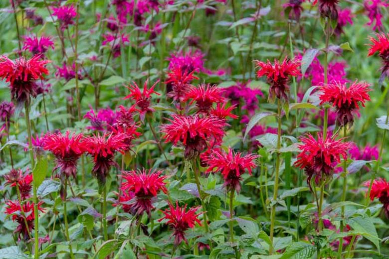 Monarda 'Fireball',Bee Balm 'Fireball', Bergamot 'Fireball', red Monarda, red bee balm, red flowers