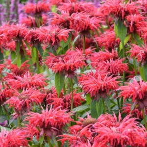 Monarda 'Gardenview Scarlet',Bee balm 'Gardenview Scarlet', Bergamot 'Gardenview Scarlet', red Monarda, red bee balm, red flowers