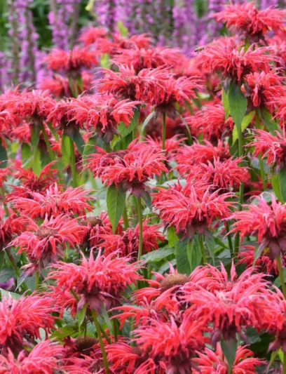 Monarda 'Gardenview Scarlet',Bee balm 'Gardenview Scarlet', Bergamot 'Gardenview Scarlet', red Monarda, red bee balm, red flowers
