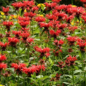 Monarda 'Jacob Cline',Bee Balm 'Jacob Cline', Bergamot 'Jacob Cline', red Monarda, red bee balm, red flowers