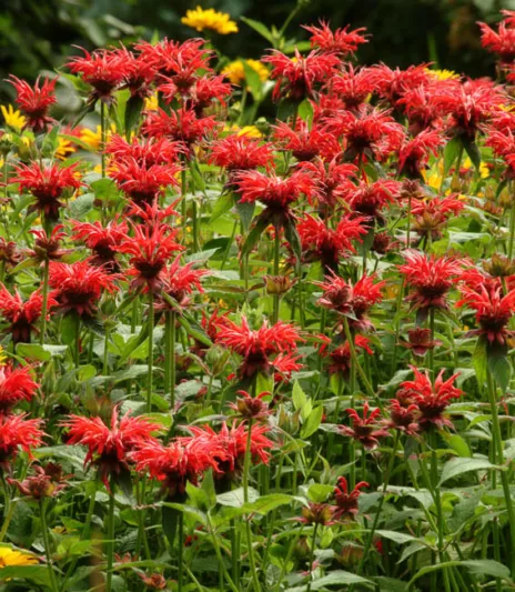 Monarda 'Jacob Cline',Bee Balm 'Jacob Cline', Bergamot 'Jacob Cline', red Monarda, red bee balm, red flowers