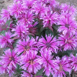 Monarda 'Leading Lady Orchid',Bee Balm 'Leading Lady Orchid', Bergamot 'Leading Lady Orchid', Pink Monarda, Pink Bee Balm, Pink Flowers